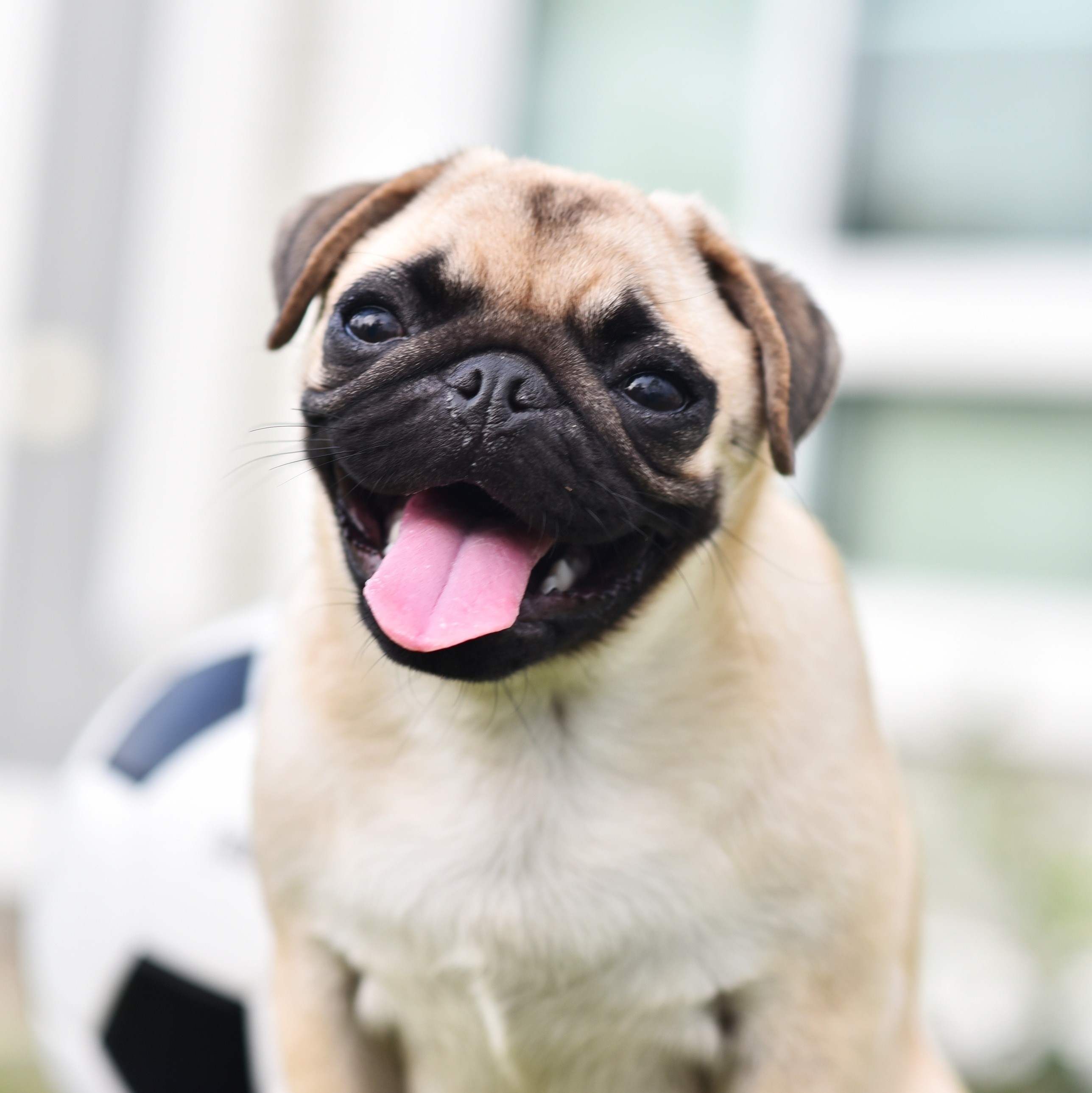 cachorro